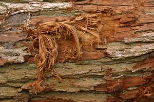 How to Fix a Tree With Bark Missing