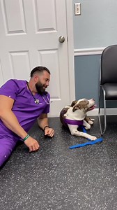 Veterinarian Comforts Nervous Dogs & Cats