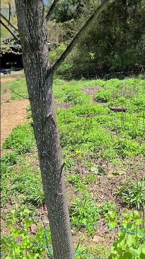 This Tree Grew 25 Feet in 3 Years! | Fast-Growing Fodder for Livestock #smallfarm #homestead