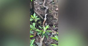 King Cobra Devours Whole Python In Singapore